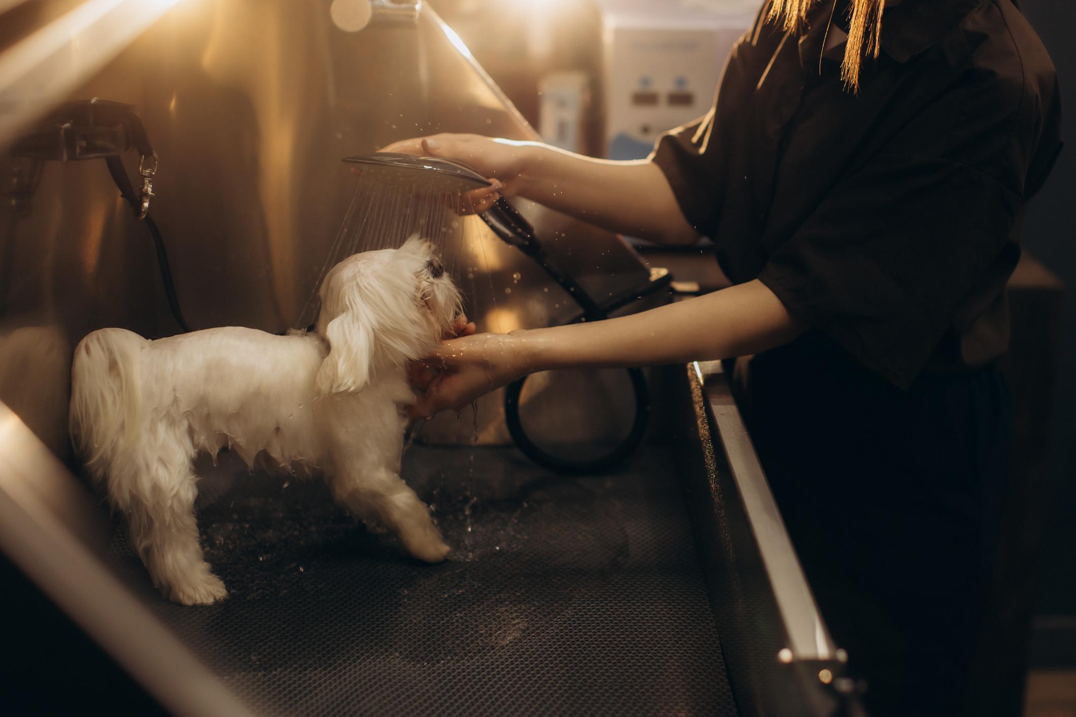 Baño de mascota