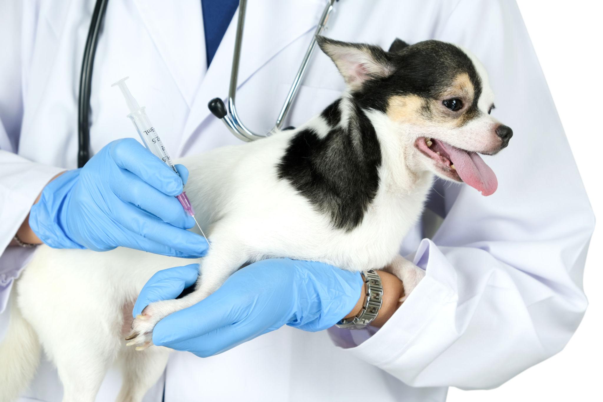 Vacunación de perro