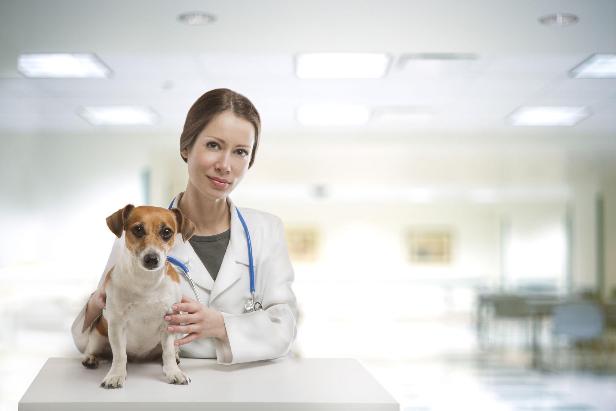 Visita al veterinario